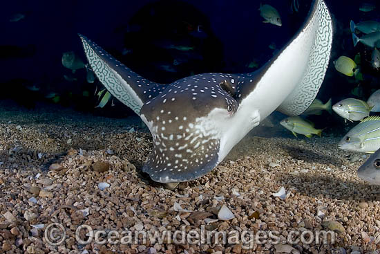White-spotted Eagle Ray photo White-spotted Eagle Ray photo