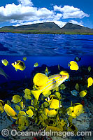 Coral reef and Island under over Photo - David Fleetham
