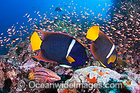 Angelfish and reef scene Photo - David Fleetham