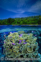 Coral reef and Island under over Photo - David Fleetham