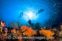 Diver watching Fish hunting Fusiliers Photo - David Fleetham