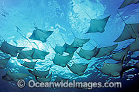 Pacific Cownose Rays Rhinoptera steindachneri Photo - David Fleetham