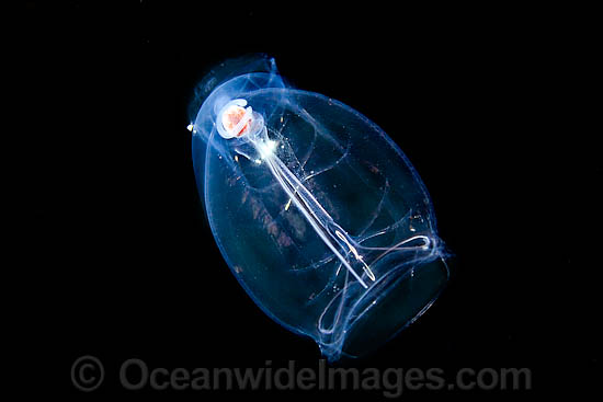 Salp Pegea confoederata photo Salp Pegea confoederata photo