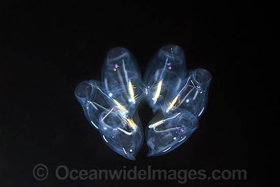 Salp Cyclosalpa sp. photo Salp Cyclosalpa sp. photo