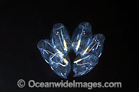 Salp Cyclosalpa sp. Photo - David Fleetham