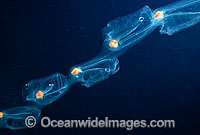 Pelagic Salp Photo - David Fleetham