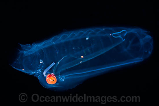 Pelagic Tunicate Salpa aspera photo Pelagic Tunicate Salpa aspera photo