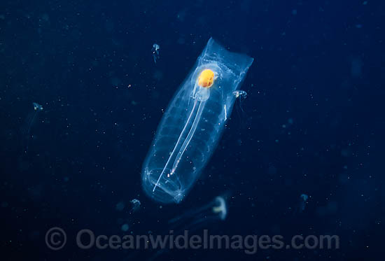 Pelagic Salp Salpa maxima photo Pelagic Salp Salpa maxima photo