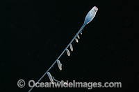 Siphonophore Rhizophysa sp. Photo - David Fleetham