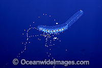 Siphonophore Forskalia edwarsi Photo - David Fleetham