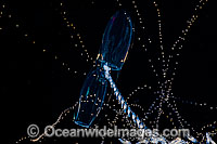 Diphyid siphonophore Prya dubia Photo - David Fleetham
