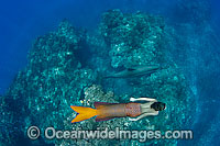 Mermaid lady dolphin tail Photo - David Fleetham