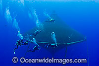 Diver and Jacks at fish farm Photo - David Fleetham