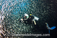Diver Photographing schooling fish Photo - David Fleetham