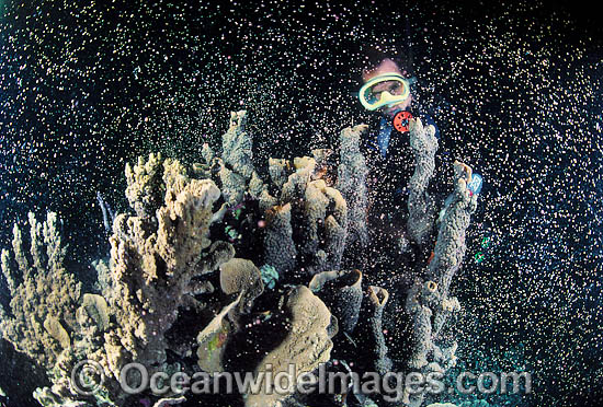 Coral spawning showing egg sperm bundles photo Coral spawning showing egg sperm bundles photo