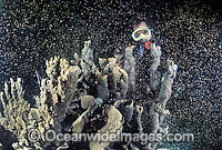 Coral spawning showing egg sperm bundles Photo - Gary Bell