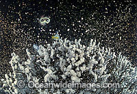 Coral spawning showing egg sperm bundles Photo - Gary Bell