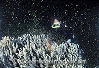 Coral spawning showing egg sperm bundles Photo - Gary Bell