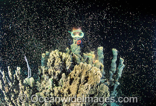 Coral spawning showing egg sperm bundles photo Coral spawning showing egg sperm bundles photo