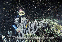 Coral spawning showing egg sperm bundles Photo - Gary Bell