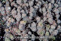 Acropora Coral spawning egg bundles in polyps Photo - Gary Bell