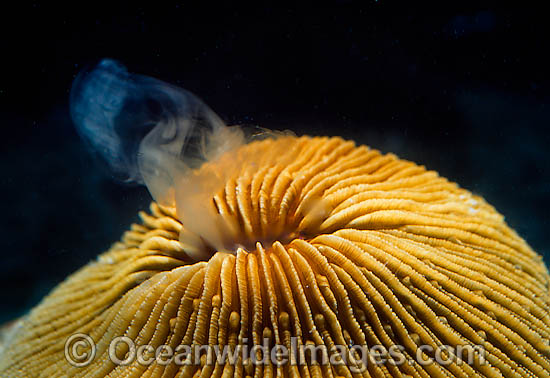 Mushroom Coral spawning egg photo Mushroom Coral spawning egg photo