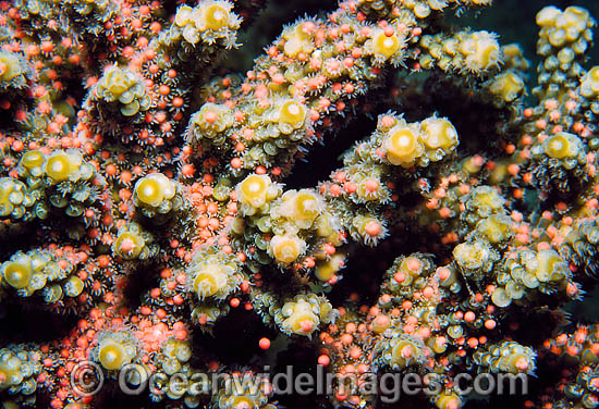 Acropora Coral spawning egg bundles in polyps photo Acropora Coral spawning egg bundles in polyps photo
