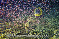 Coral spawning Photo - Peter Harrison