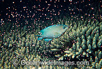 Coral spawning Photo - Peter Harrison