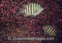 Coral spawning Photo - Peter Harrison