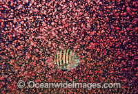 Coral spawning Photo - Peter Harrison