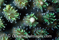 Coral spawning Photo - Peter Harrison