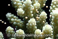 Coral spawning Photo - Peter Harrison