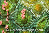 Coral spawning Photo - Peter Harrison