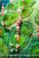 Coral spawning Photo - Peter Harrison