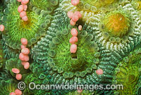 Coral spawning Photo - Peter Harrison