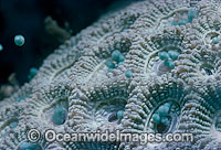 Coral spawning Photo - Peter Harrison