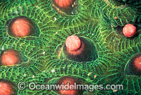 Coral spawning Photo - Peter Harrison