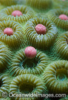 Coral spawning Photo - Peter Harrison
