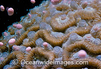 Coral spawning Photo - Peter Harrison