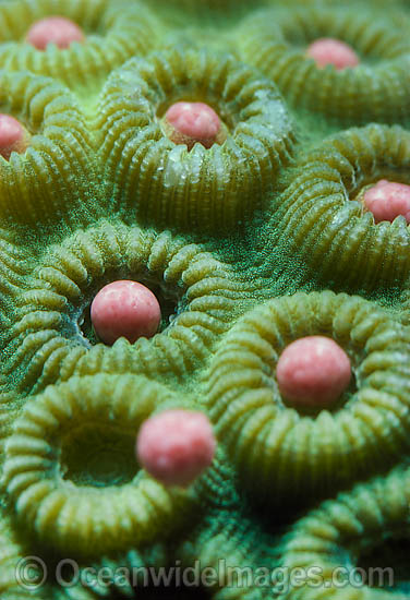 Coral spawning photo Coral spawning photo