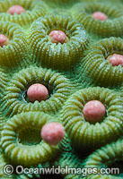 Coral spawning Photo - Peter Harrison