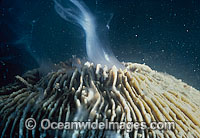 Coral spawning Photo - Peter Harrison