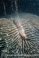 Coral spawning Photo - Peter Harrison