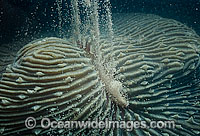 Coral spawning Photo - Peter Harrison