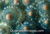 Coral spawning Photo - Peter Harrison