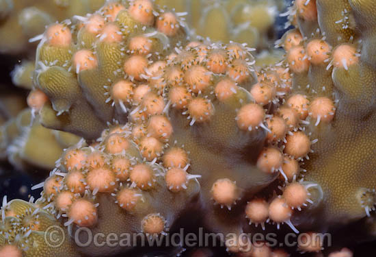 Coral spawning photo Coral spawning photo