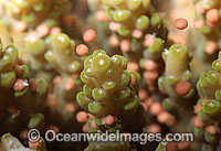 Coral spawning Photo - Peter Harrison
