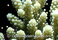 Coral spawning Photo - Peter Harrison
