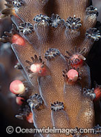 Coral spawning Photo - Peter Harrison